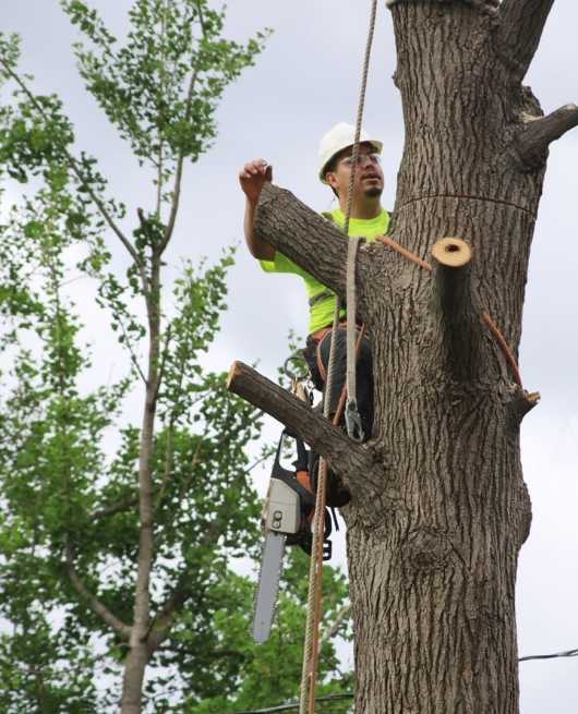 arborist-in-chelmsford-ma