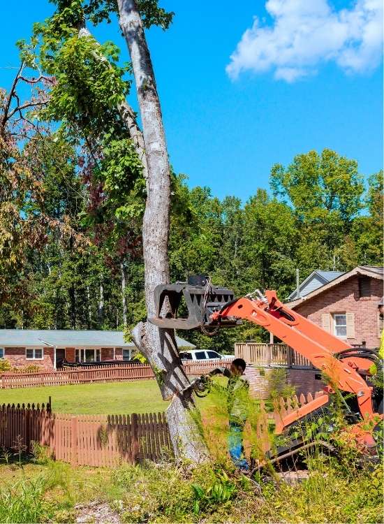 arborist-removing-large-tree-in-chelmsford-ma