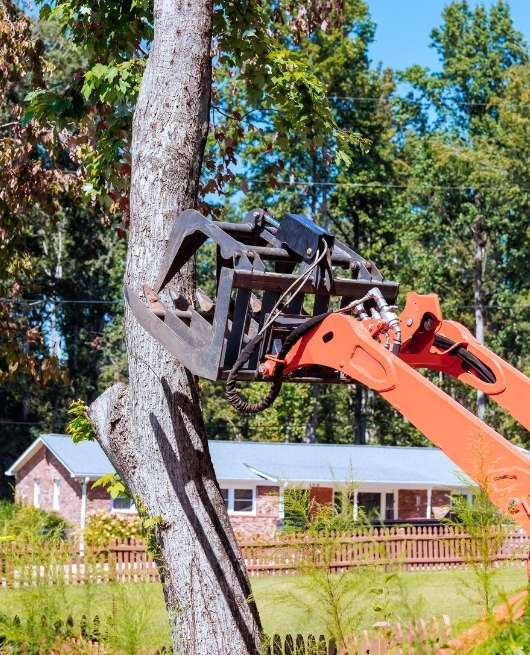 removing tree in Chelmsford ma with an electric equipment