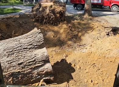 stump-removal-chelmsford-ma