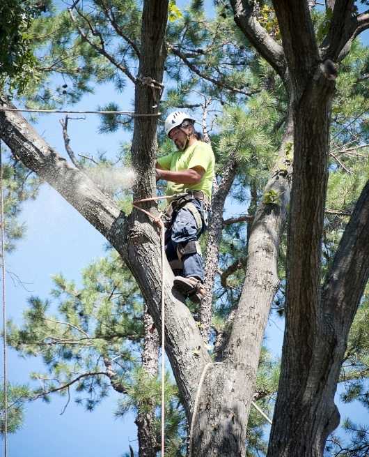 tree-expert-cutting-tree-branch-in-chelmsford-ma
