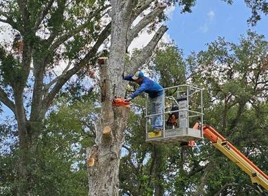 tree-pruning-chelmsford-ma