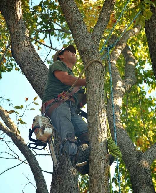 tree-removal-chelmsford-ma