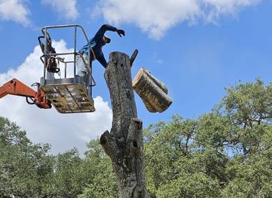 tree-removal-chelmsford-ma