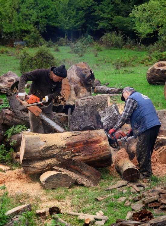 tree removal works in Chelmsford MA