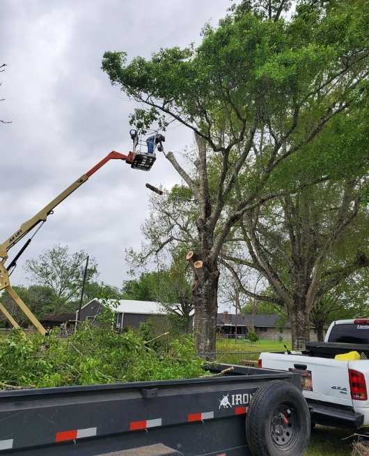 tree-service-chelmsford-ma