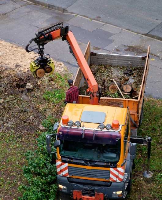 tree-service-company-chelmsford-ma